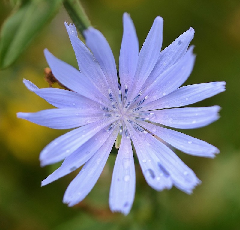 Blå_blomst_firkant