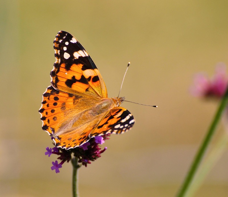 Sommerfugl